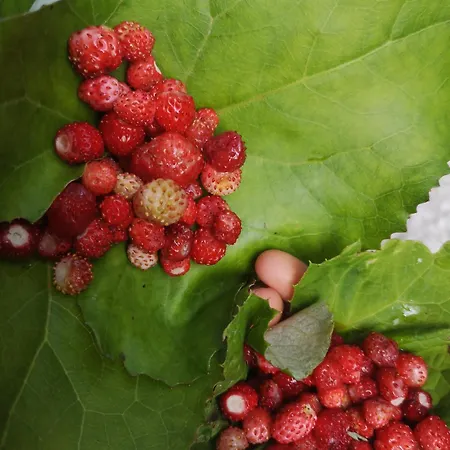 Le Residenze Di Rutte Lejlighed