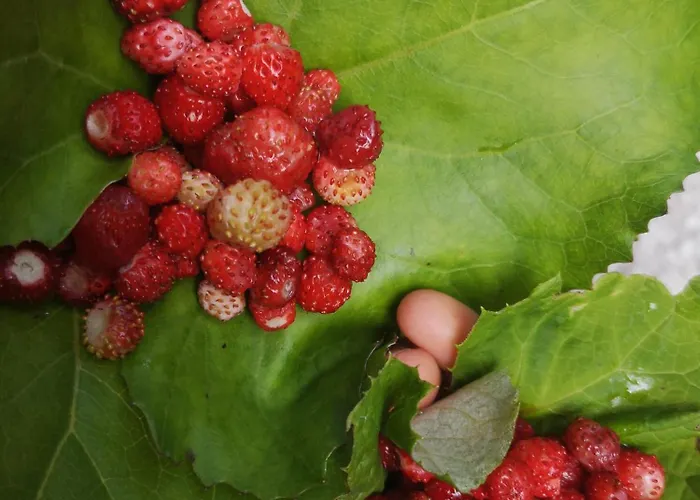 Le Residenze Di Rutte Apartment
